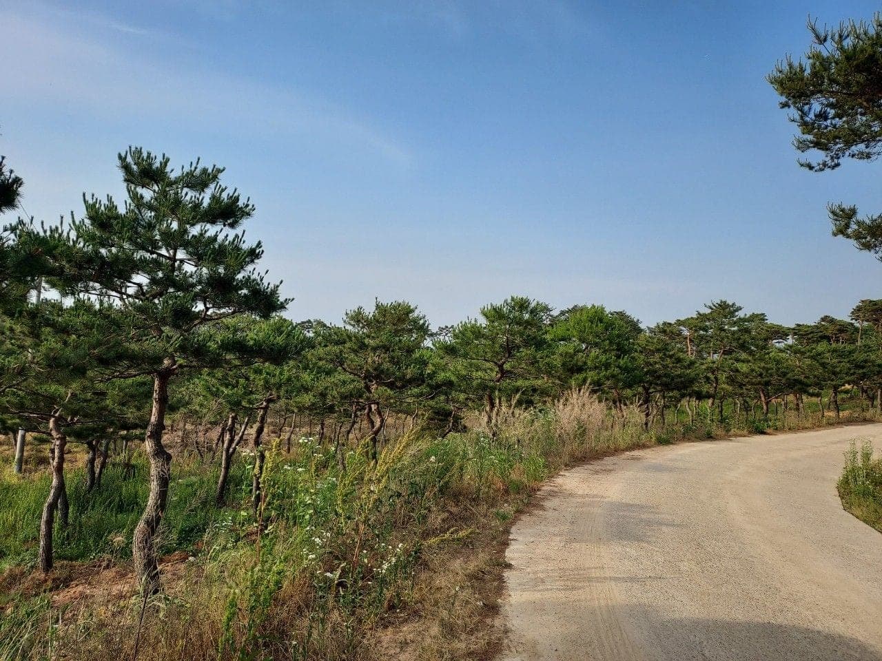풀밭에 자리 잡은 형제농원의 소나무